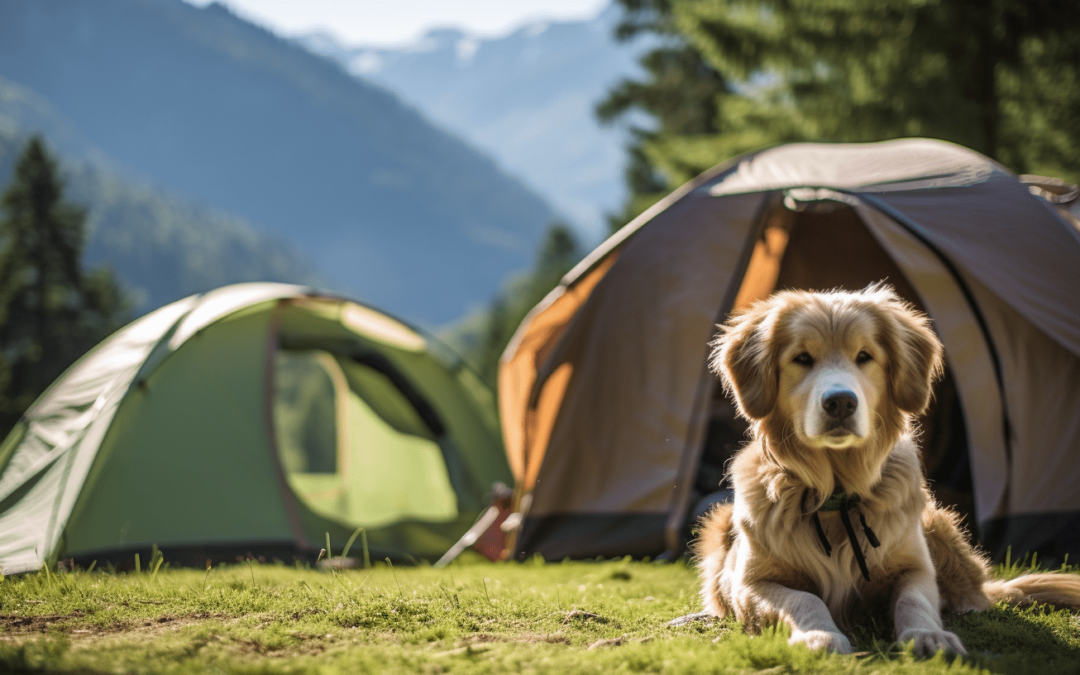 Camping mit Hund Sommer 2023: Dein ultimativer Ratgeber mit bisher unbekannten Tipps und Tricks